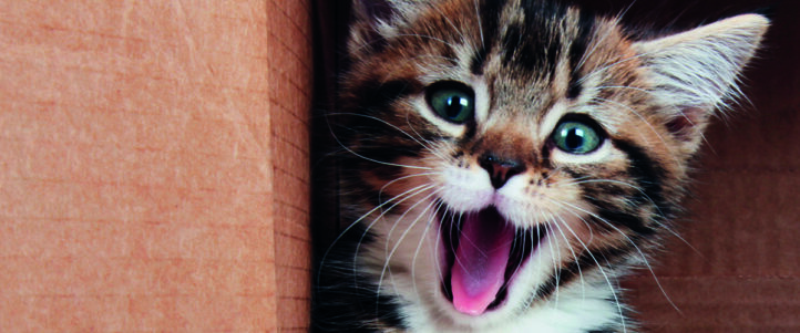 Kattenliefhebbers opgelet: Snapchat heeft nu een filter voor jou én je kat!