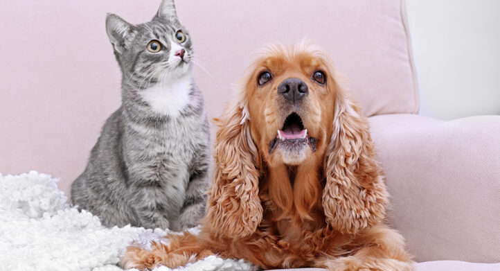 100%NL Magazine hond en kat