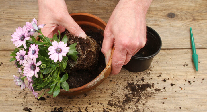 rechtop Kwelling Pastoor Dit is waarom je de plant nóóit uit de plastic binnenpot moet halen! -  100%NL Magazine