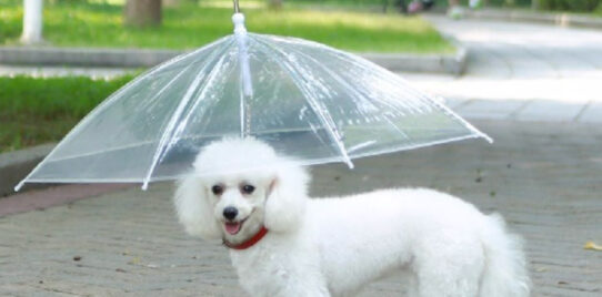 Zwitsers Riskant fictie HEBBEN! Er bestaat een paraplu voor jouw hond! - 100%NL Magazine