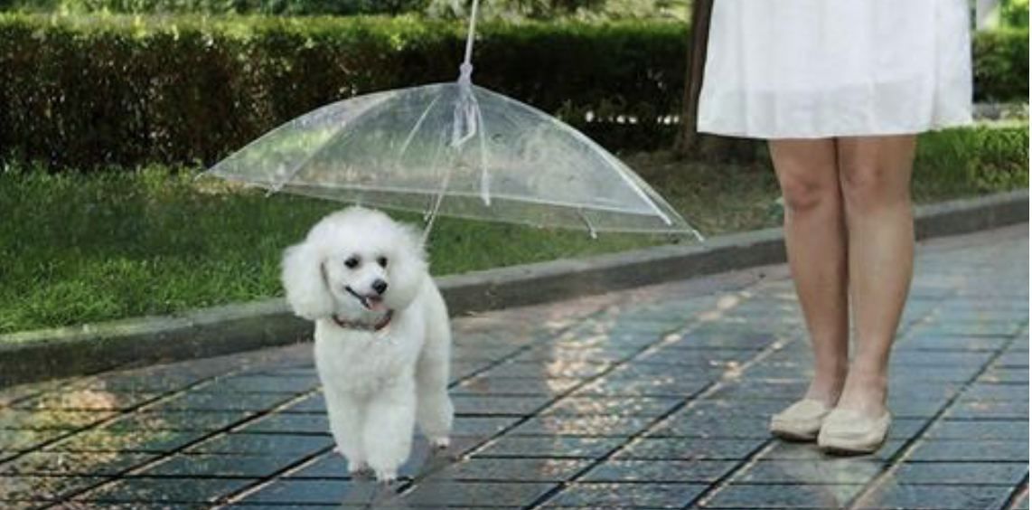 Zwitsers Riskant fictie HEBBEN! Er bestaat een paraplu voor jouw hond! - 100%NL Magazine