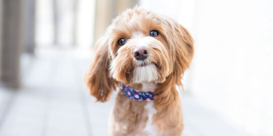 Doe de test! Hoe slim is jouw hond? - 100%NL Magazine