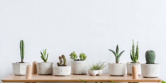 100%NL Magazine Plantjes