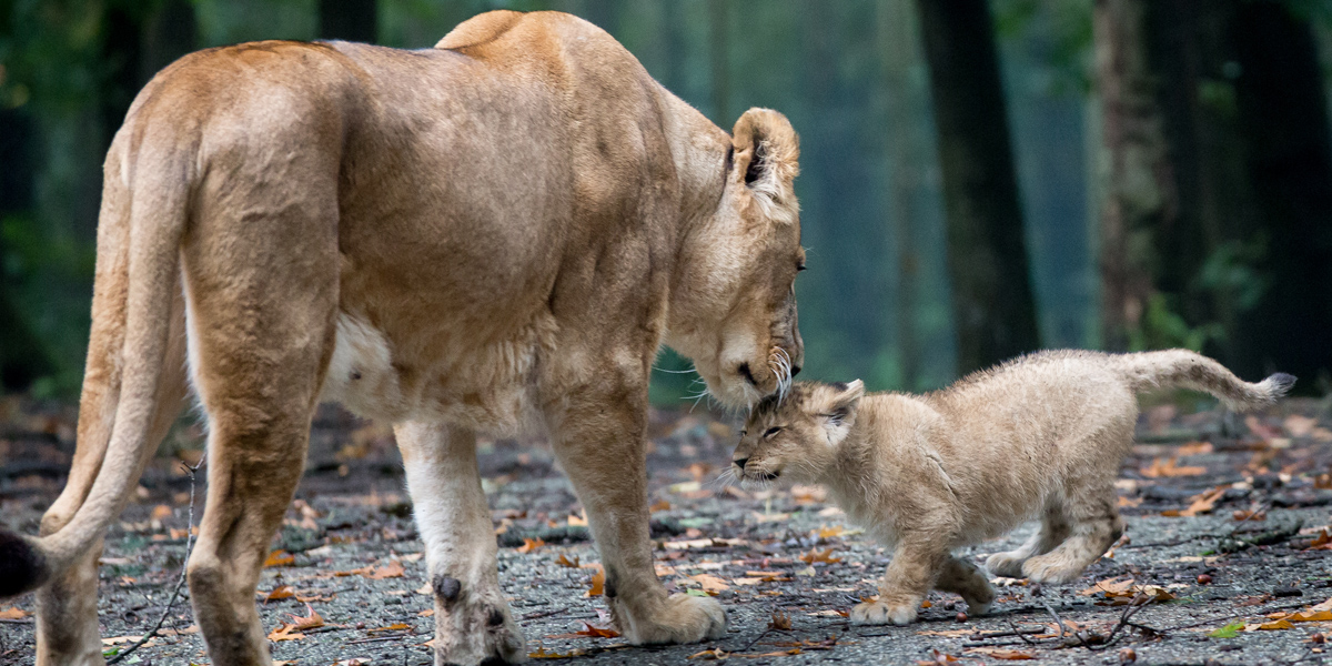 CUTE: Bezoek de leeuwenwelpjes in Burgers' Zoo! - 100%NL Magazine