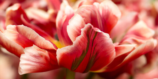 100%NL Magazine tulp