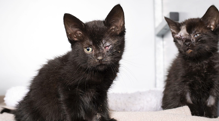 Niet voor alle dieren is het Dierendag: 'Kittens werden doodziek gedumpt'
