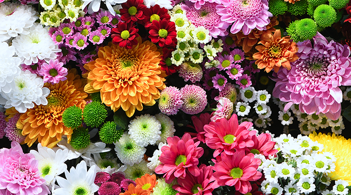 100%NL Magazine bloemen Topgeschenken