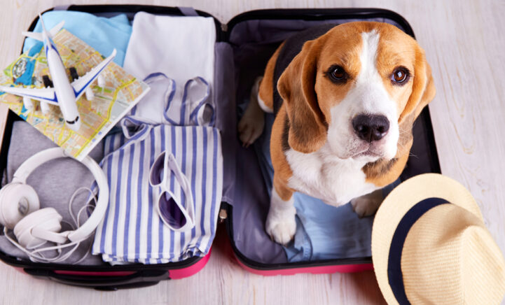 Je huisdier(en) achterlaten in de vakantietijd? Wij geven je 3 tips!