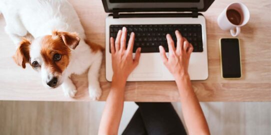 100%NL Magazine PetsPlace Hond op het werk