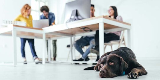 100%NL Magazine Pets Place Hond op kantoor
