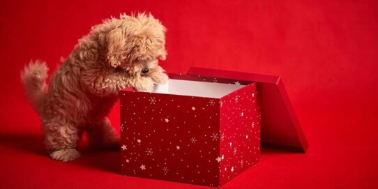 100%NL Magazine Pets Place verrassing huisdier kerst