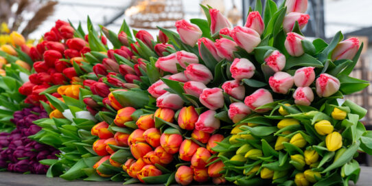 100%NL Magazine Tulpen