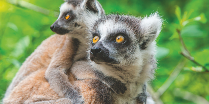 apenheul vriendenlotrij - 100% NL Magazine