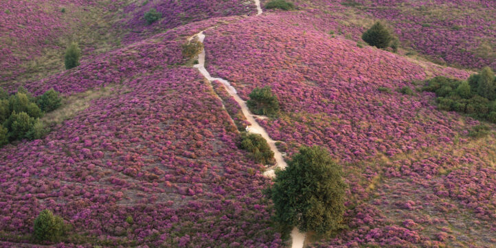 100%NL Magazine - De Veluwe paarse heide
