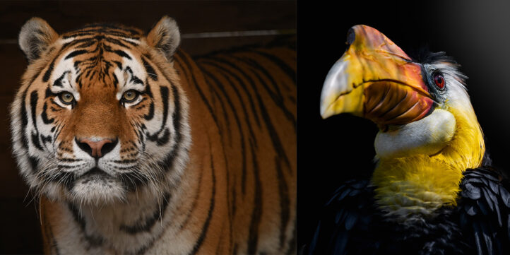 100%NL Magazine - ouwehands dierenpark