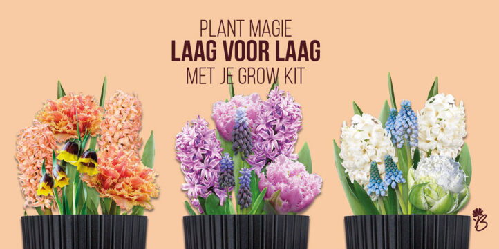 100%NL Magazine Bulbious